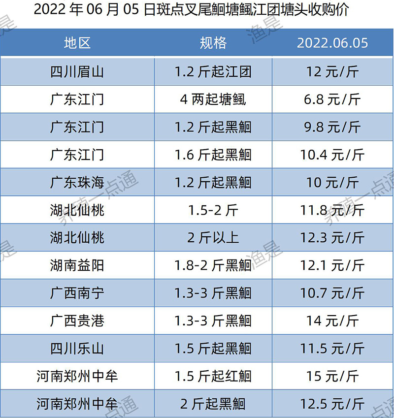 2022.06.05，斑点叉尾鮰塘头收购价