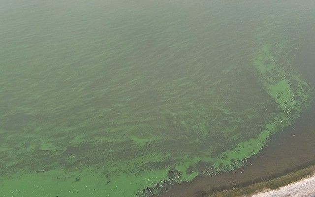 虾塘蓝藻爆发怎么破？