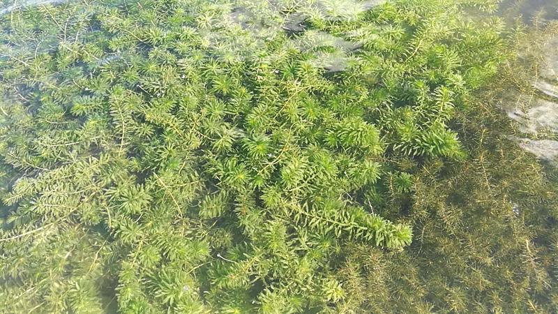 高温、台风季，河蟹管理六要点，看天稳水控料