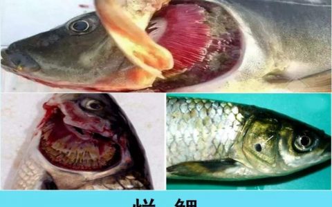 食盐防治鱼病，便宜效果好