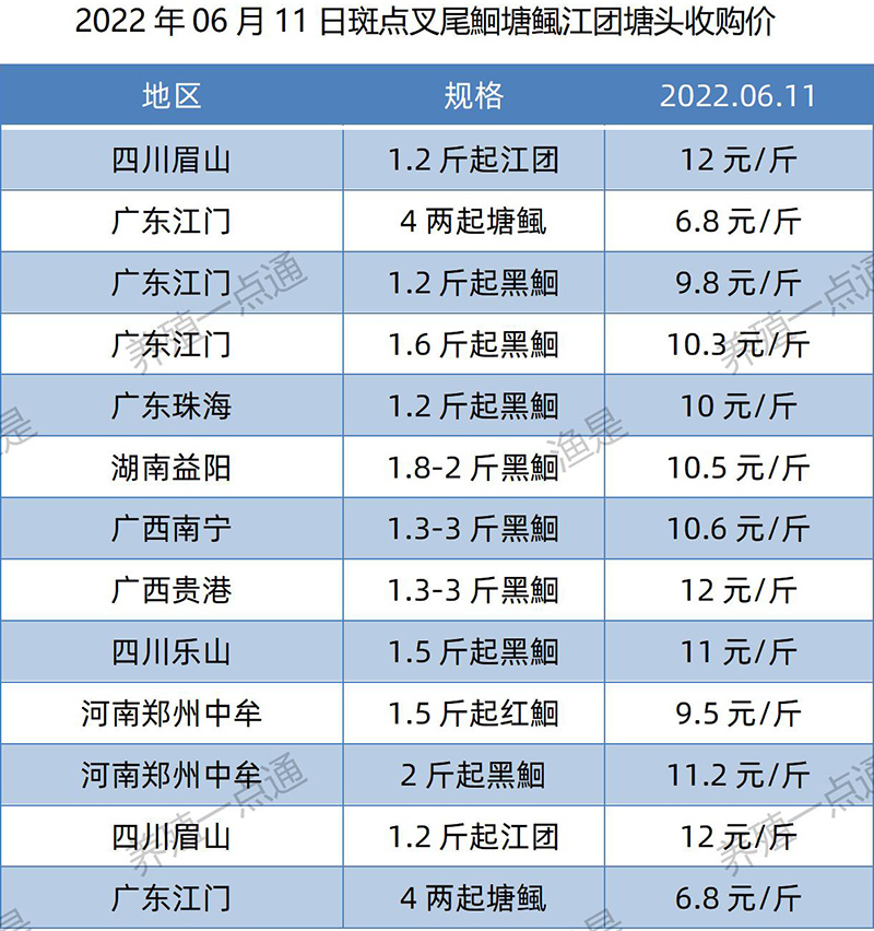 2022.06.11，斑点叉尾鮰塘头收购价