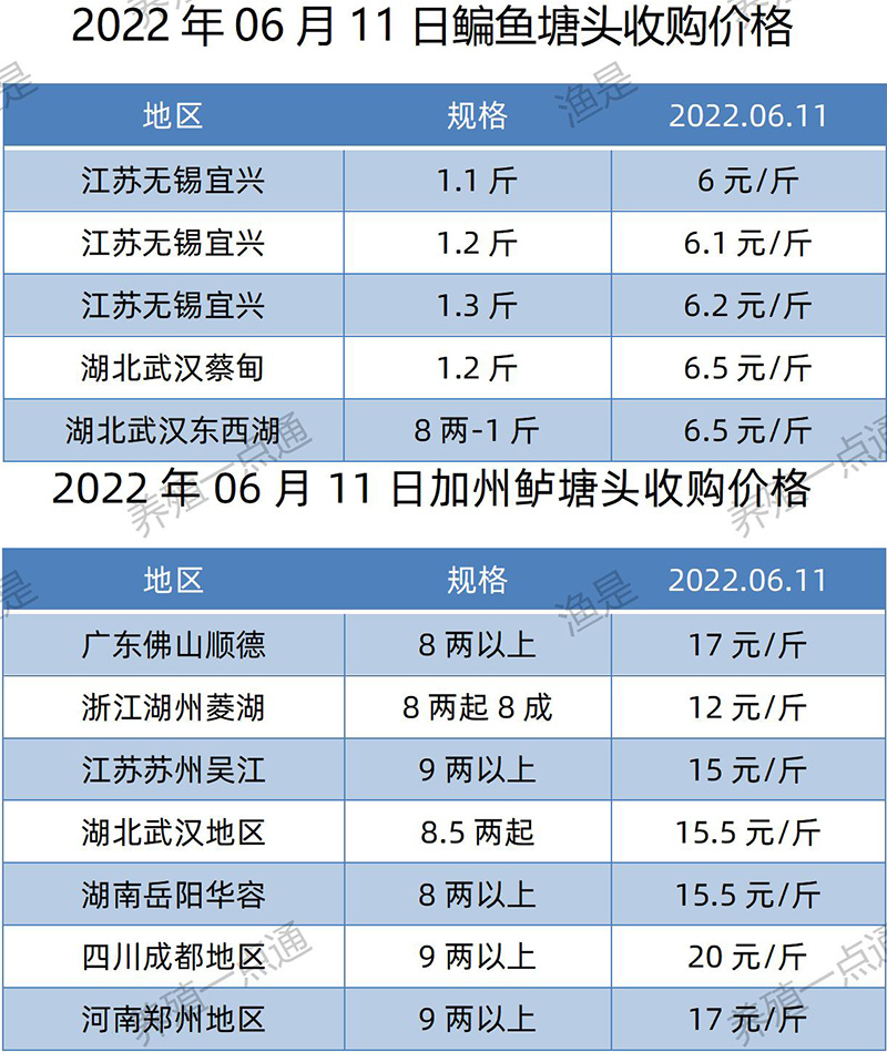 2022.06.11，鳊鱼、加州鲈塘头收购价