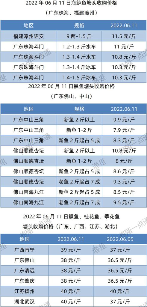 2022.06.11，海鲈、黑鱼、鳜鱼塘头收购价