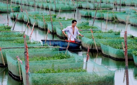 黄鳝土塘养殖降成本：苗种、饲料、管理
