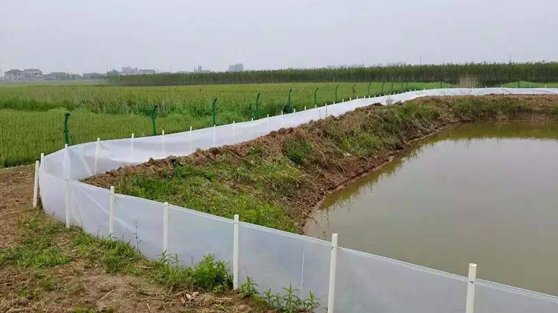 黄鳝土塘养殖