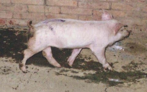 猪中毒系列（一）：食盐中毒的症状和预防、治疗