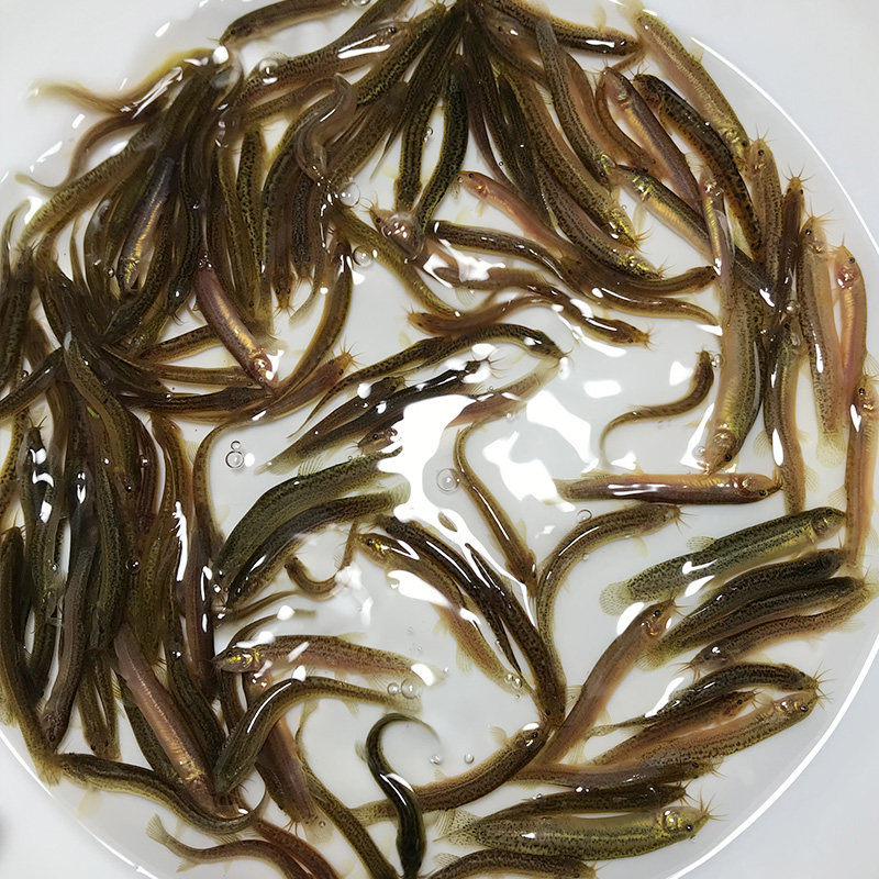 鳅苗