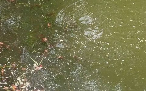 鱼虾塘如何判断改底？望闻问切诊断塘底