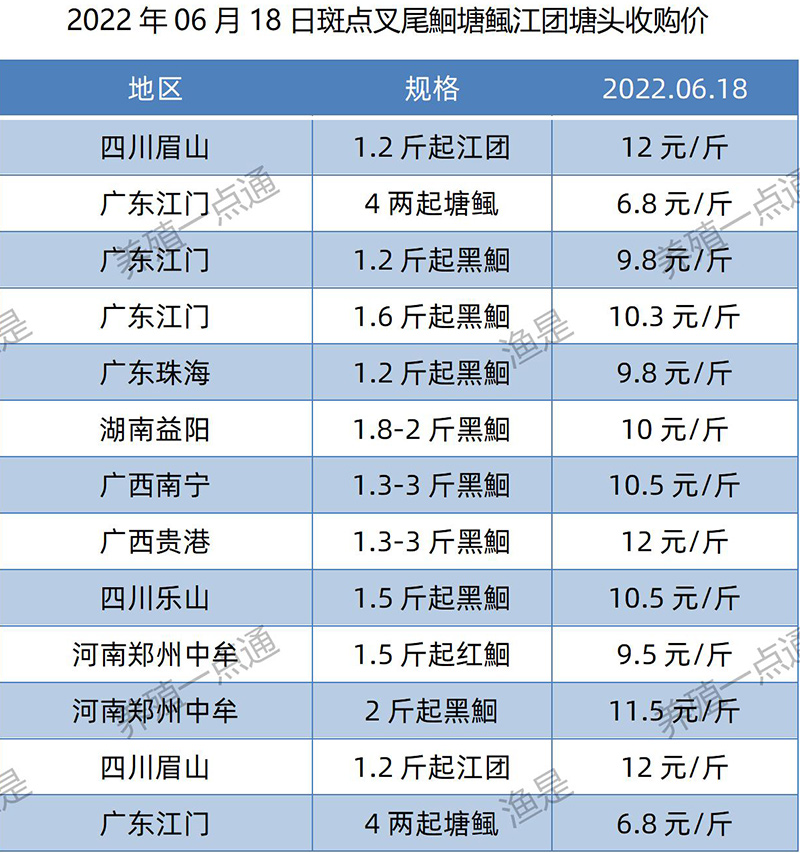 2022.06.18，斑点叉尾鮰塘头收购价