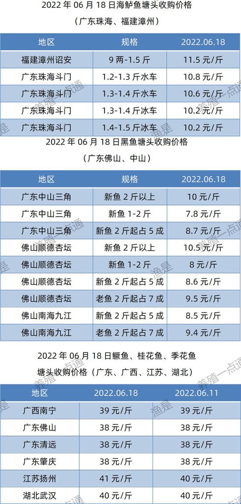 2022.06.18，海鲈、黑鱼、鳜鱼塘头收购价