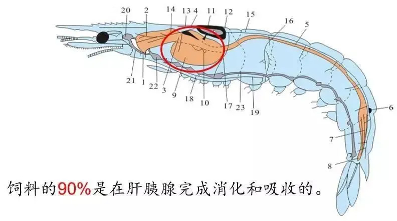 对虾生长迟缓的秘密，教你搞定肝胰腺