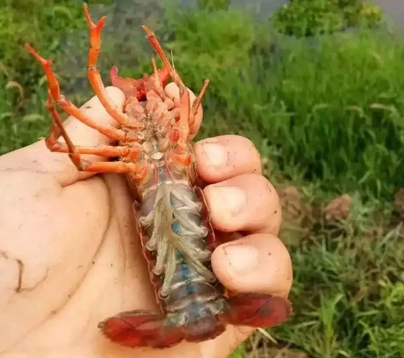 小龙虾蜕壳不遂