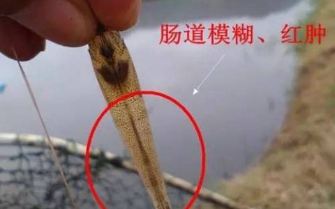 对虾肠炎的危害、病因和防治