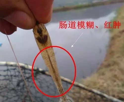 对虾肠炎的危害、病因和防治