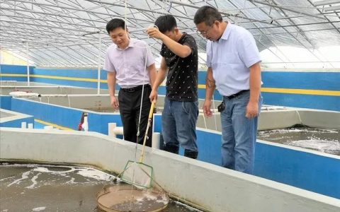 高温期鱼料投喂讲科学，减料？停料？加料？