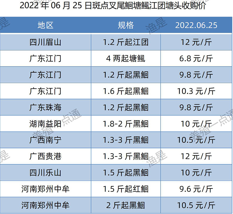 2022.06.25，斑点叉尾鮰塘头收购价