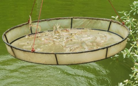 南美白对虾日常养殖管理九要点，管好虾苗+调好水质=成功一半