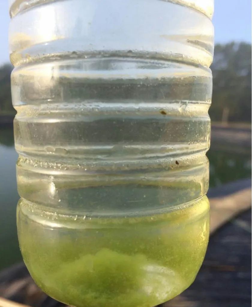 水色、水质、藻相鉴别，一个矿泉水瓶全搞定