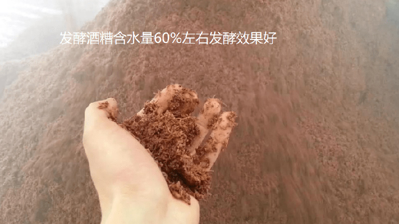 猪喂酒糟,谨防中毒。