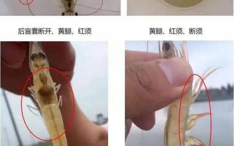 【虾病诊断】对虾养殖常见的四个发病征兆