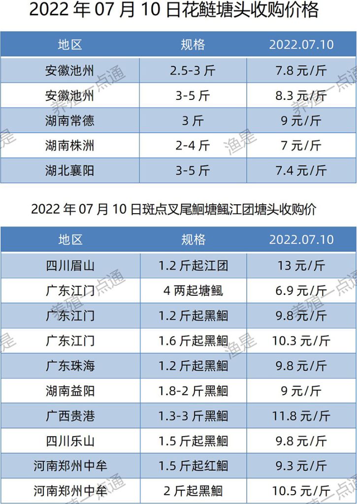 2022.07.10，花鲢、斑点叉尾鮰塘头收购价