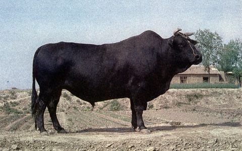 【牛种竞博jbo体育】渤海黑牛