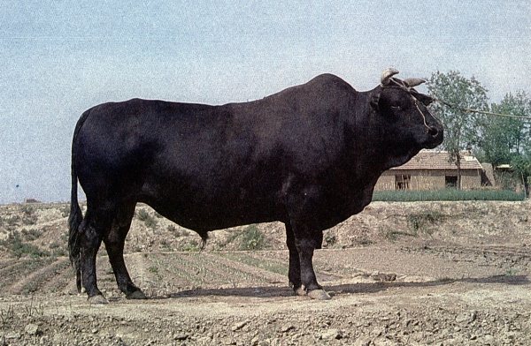 渤海黑牛（公）