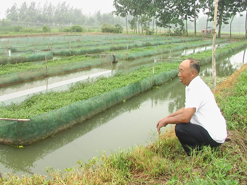 黄鳝培育种苗技术:清塘消毒和施肥培水