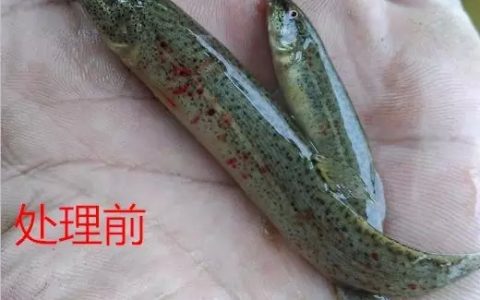 泥鳅烂身、腐皮的诊断、病因和治疗，水质是关键