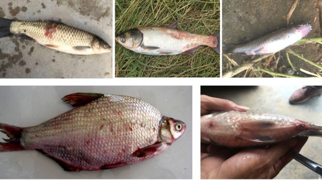 花白鲢败血症病例剖析、流行状况、发病特点和防治
