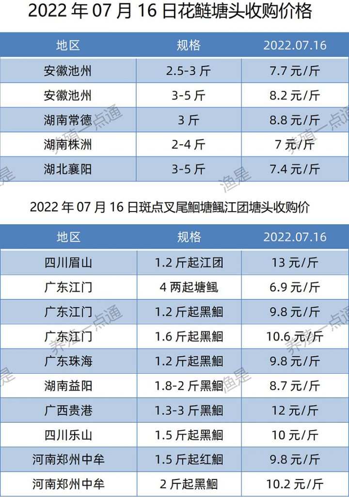 2022.07.16，花鲢、斑点叉尾鮰塘头收购价