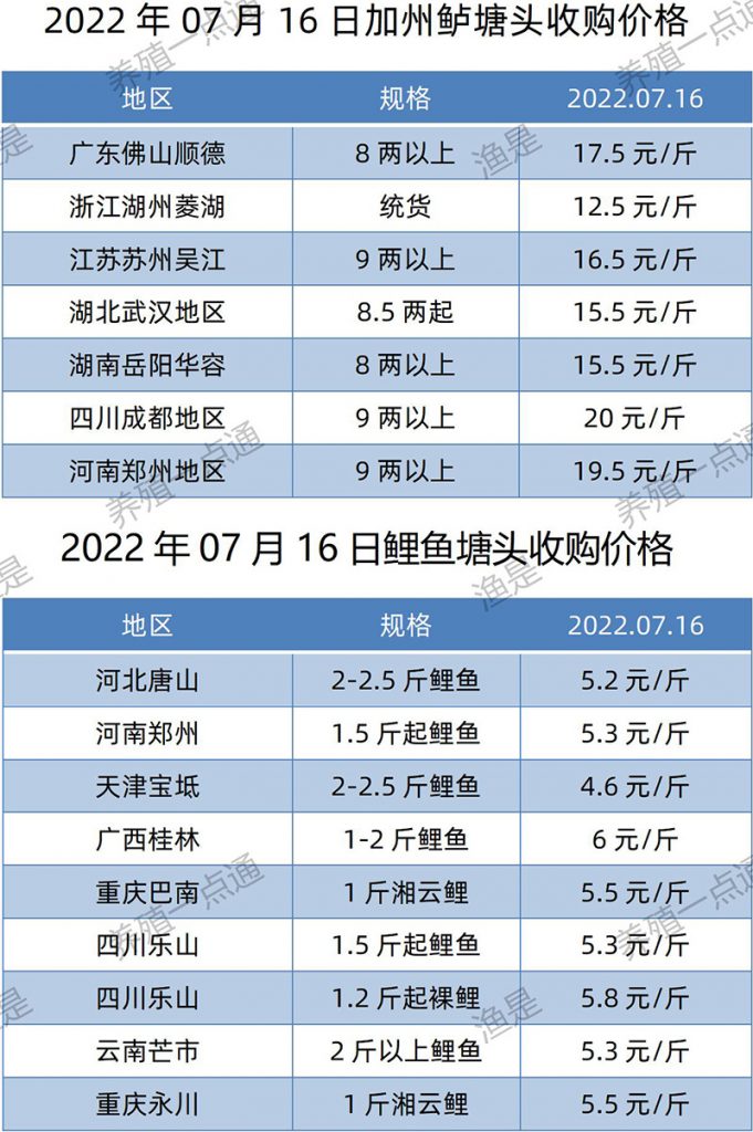 2022.07.16，加州鲈、鲤鱼塘头收购价