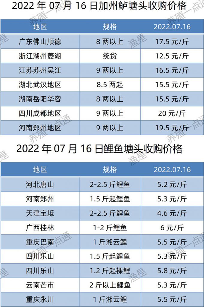 2022.07.16，加州鲈、鲤鱼塘头收购价