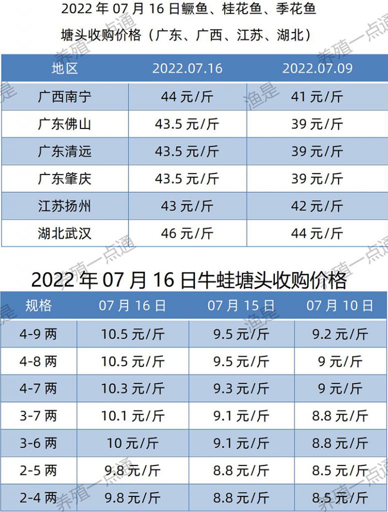 2022.07.16，鳜鱼、牛蛙塘头收购价