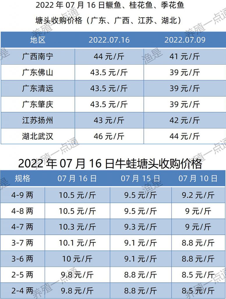 2022.07.16，鳜鱼、牛蛙塘头收购价