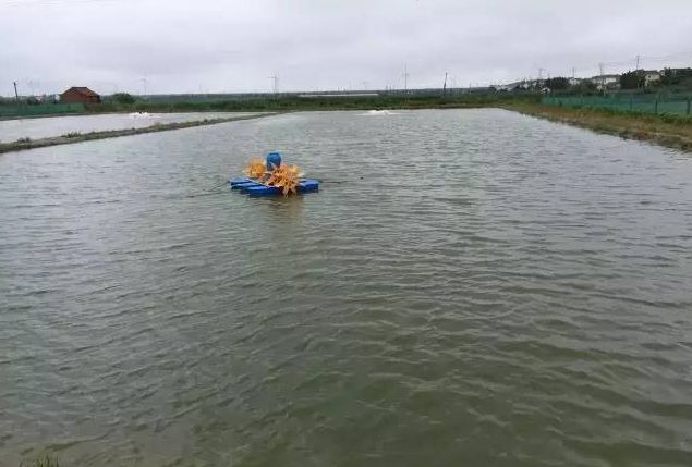 夏季雨后对虾气泡病的诊治，巡塘要仔细，还要防水鸟