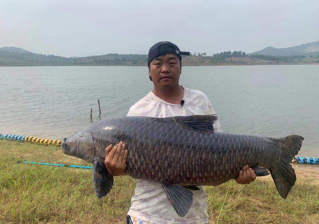 青鱼