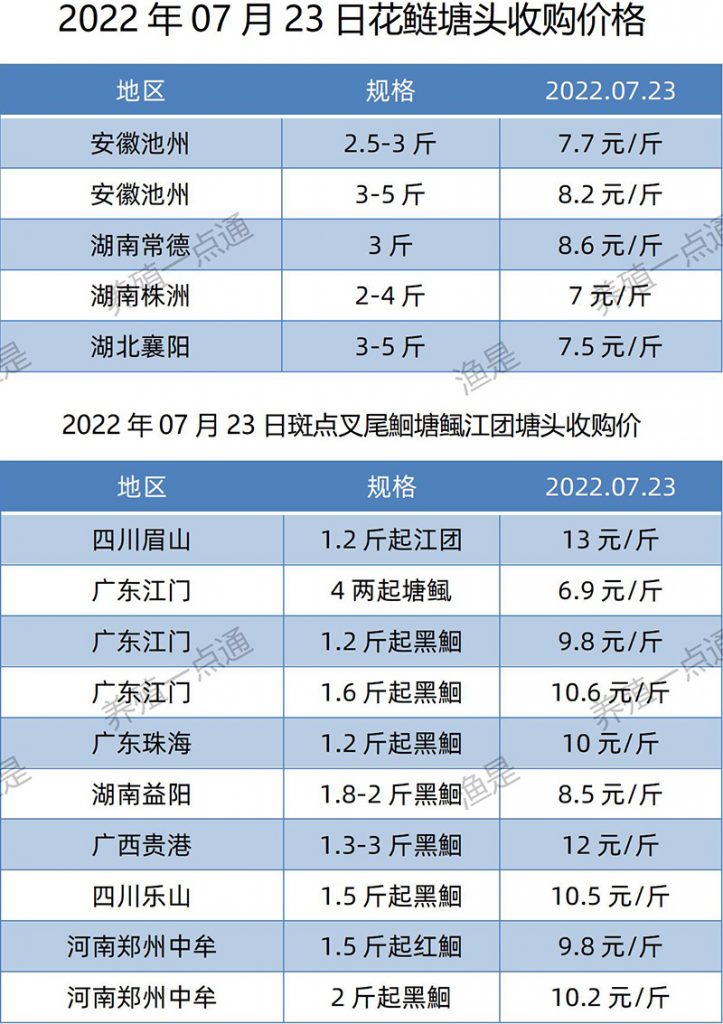 2022.07.23，花鲢、斑点叉尾鮰塘头收购价