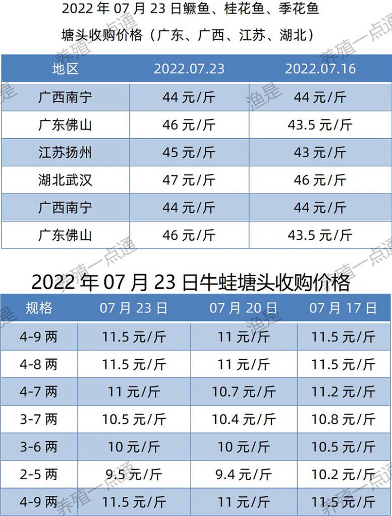 2022.07.23，鳜鱼、牛蛙塘头收购价