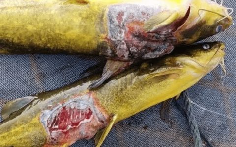 黄颡鱼烂身病的发病特点、症状和防治