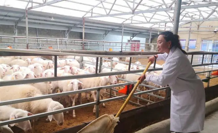 牛羊舍夏季驱蚊蝇，烟熏、药物，哪个好？