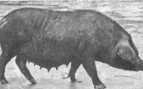 【猪种大全】波中猪