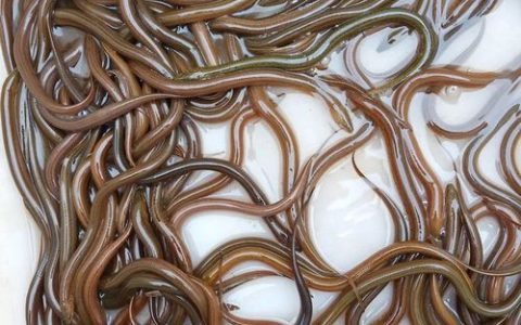 黄鳝养殖减少发病，把控外循环，严防细菌、病毒入侵