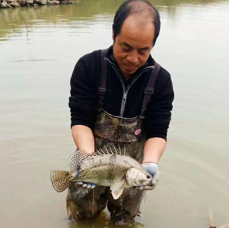 　饲料鳜从去年到今年，呈现爆发式增长，可谓给死水一潭的水产养殖业带来一股暖意。饲料鳜产业即孕育着大量的机会，也面临着诸多问题。