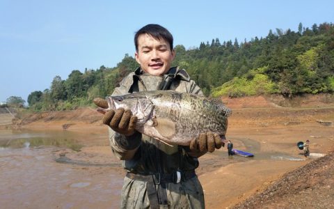饲料鳜VS鱼仔鳜成本、利润、技术、养殖规模和市场展望