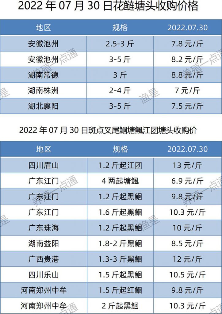 2022.07.30，花鲢、斑点叉尾鮰塘头收购价