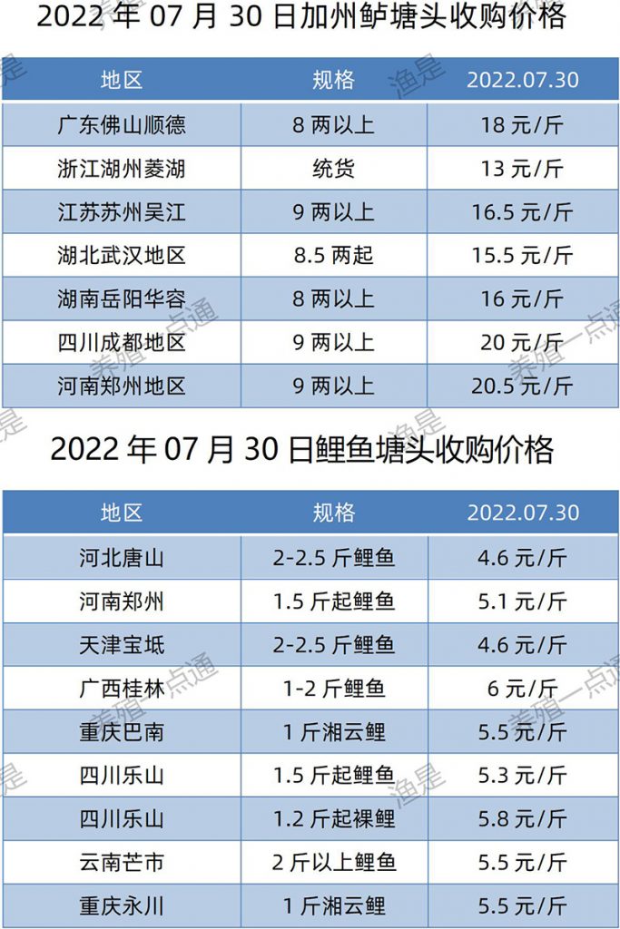 2022.07.30，加州鲈、鲤鱼塘头收购价