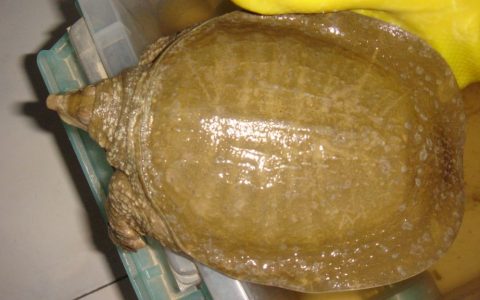 甲鱼白点病的病原、症状诊断和防治
