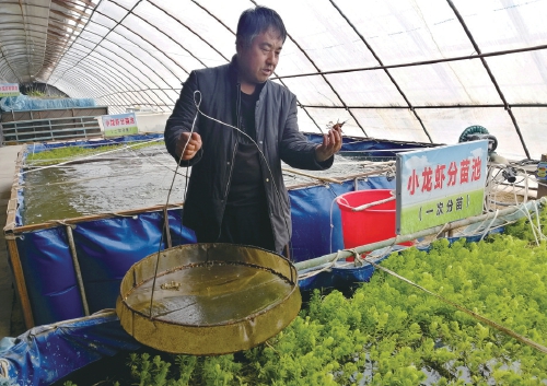 黑龙江冬季试养小龙虾喜获成功。