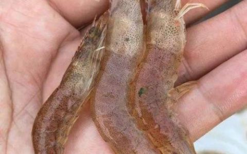对虾细菌病和病毒病的区分、诊断，对症施治